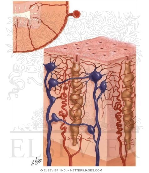 Endometrial Blood Supply