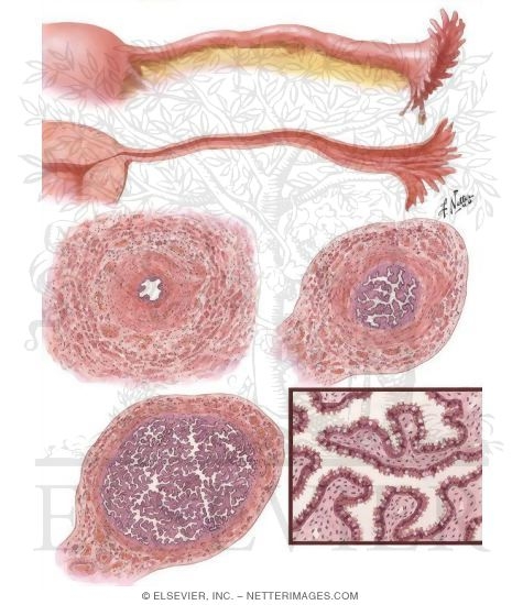 Fallopian Tubes