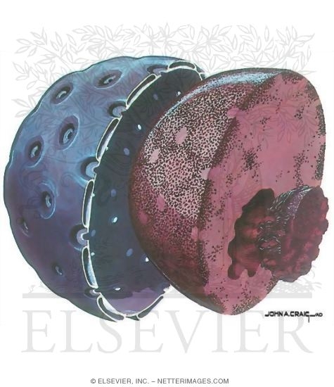 Watermarked preview of unlabeled image: Nuclear Components of the Cell