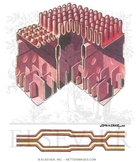 Golgi Apparatus