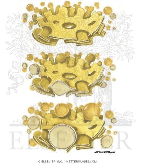 Various Stages In Activity of the Golgi Apparatus