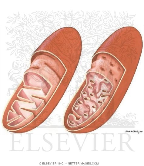 Mitochondria