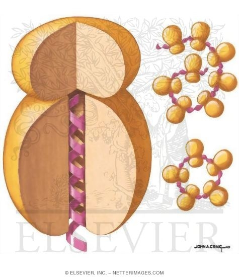 Watermarked preview of unlabeled image: Electron Photomicrographs Showing Single Ribosomes