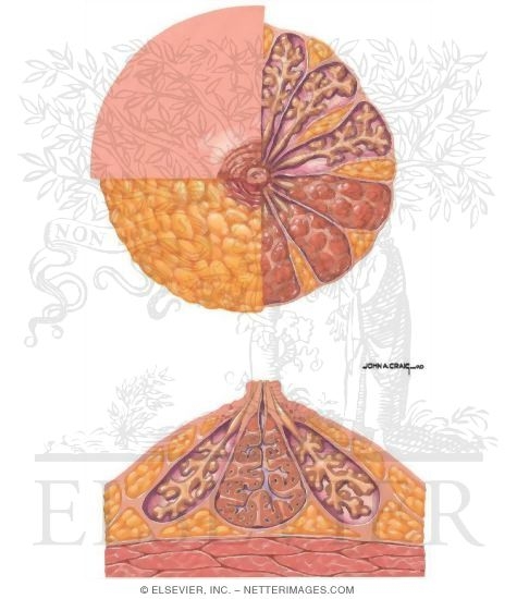 Breast Tumors: Anatomy of the Breast