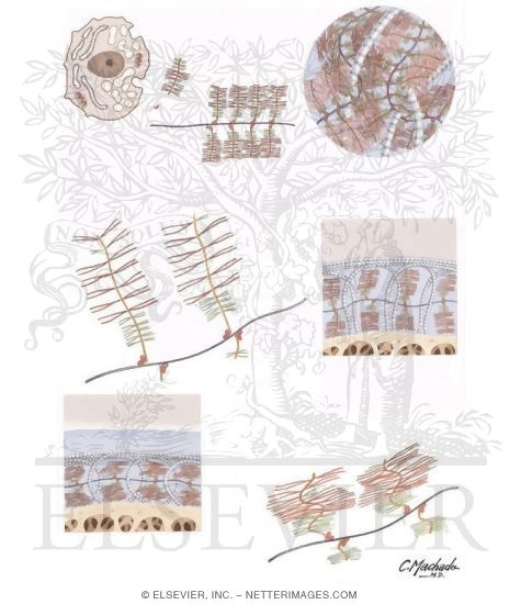 Watermarked preview of unlabeled image: Composition of Articular Cartilage