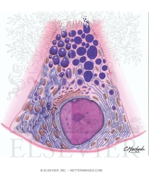 Serous Cell: All Layers
