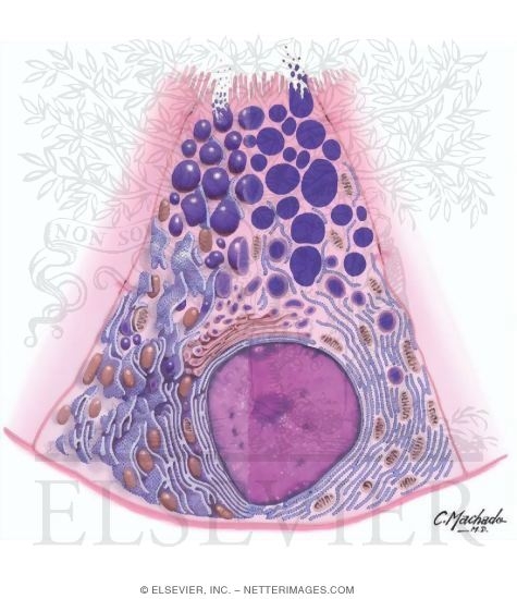 Serous Cell: Flattened