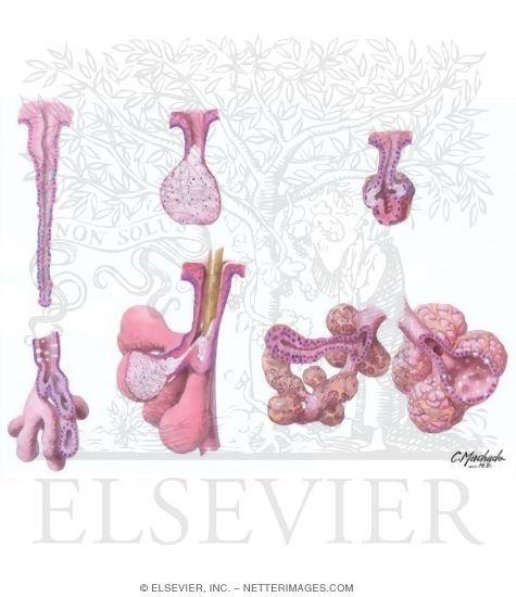 Types of Exocrine Glands