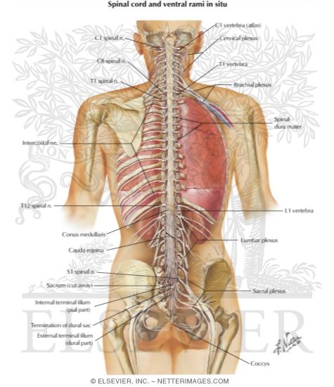 Spinal Cord and Ventral Rami In Situ