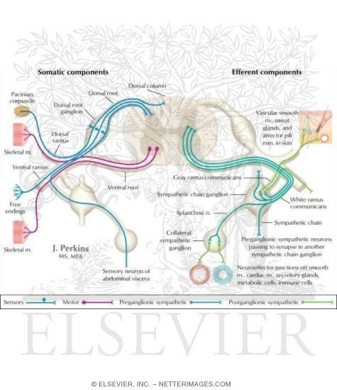 Watermarked preview of labeled image: Schematic of the Spinal Cord with Sensory, Motor, and Autonomic Components of Peripheral Nerves