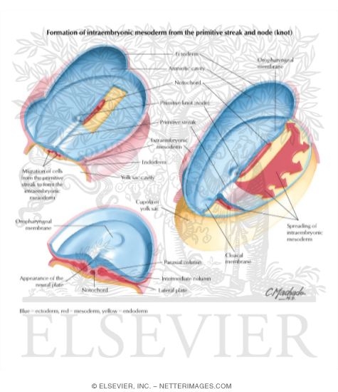 Formation of Intraembryonic Mesoderm
Gastrulation