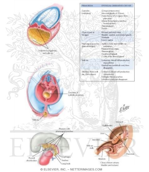 Summary of Endodermal Derivatives