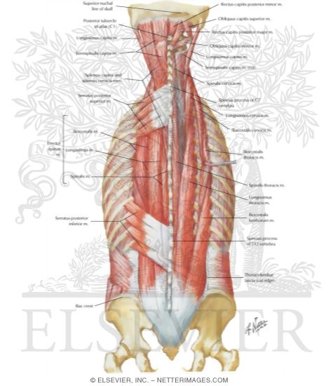 Muscles of Back: Intermediate Layers
Spenius and Erector Spinae Muscles