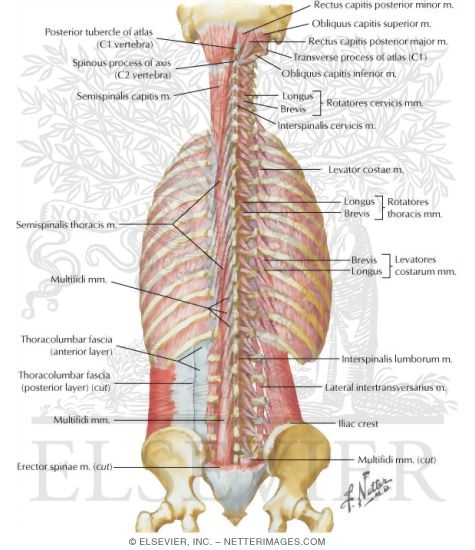 Muscles of Back: Deep Layers
Transversospinal, Interspinal, Intertransverse, and Suboccipital Muscles
Deep Muscles: Posterior Neck and Back
