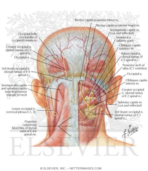 Suboccipital Triangle