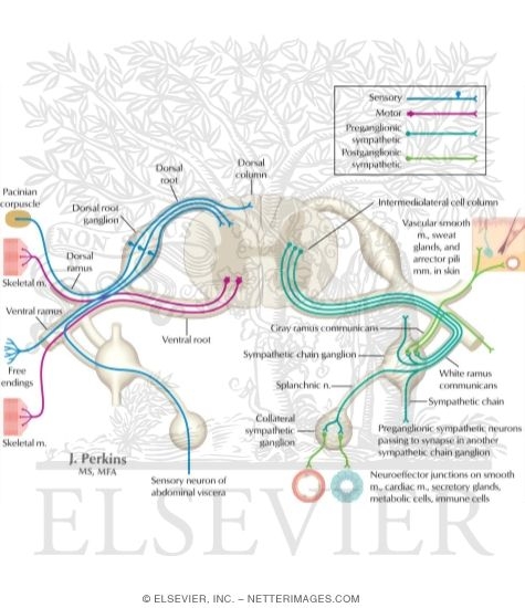 Schematic of the Spinal Cord with Sensory, Motor, and Autonomic Components of Peripheral Nerves
