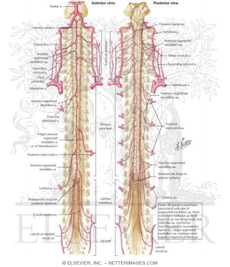 Arteries of Spinal Cord: Schema