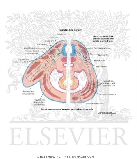 Watermarked preview of labeled image: Epimere, Hypomere, and Muscle Groups