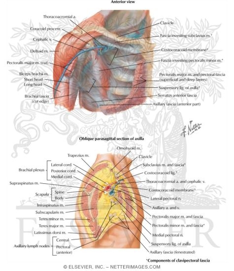 Pectoral, Clavipectoral and Axillary Fasciae