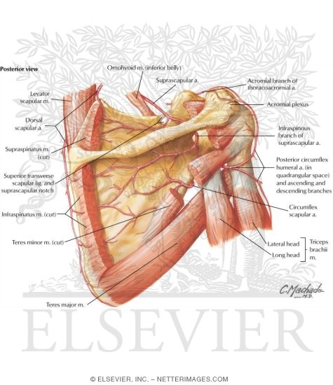 Axillary Artery and Anastomoses Around Scapula