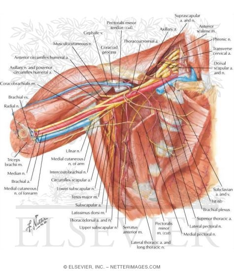 Watermarked preview of labeled image: Axilla Dissection: Anterior View