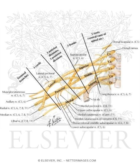 Watermarked preview of labeled image: Brachial Plexus: Schema