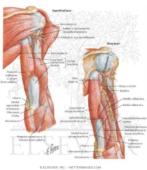 Arm Muscles With Portions Of Arteries And Nerves Muscles Of Arm Posterior View
