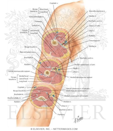 Cross-Sectional Anatomy of Upper Arm 