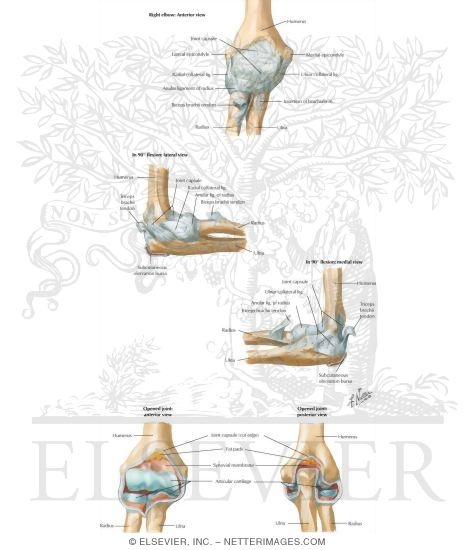 Elbow Ligaments (Continued)


