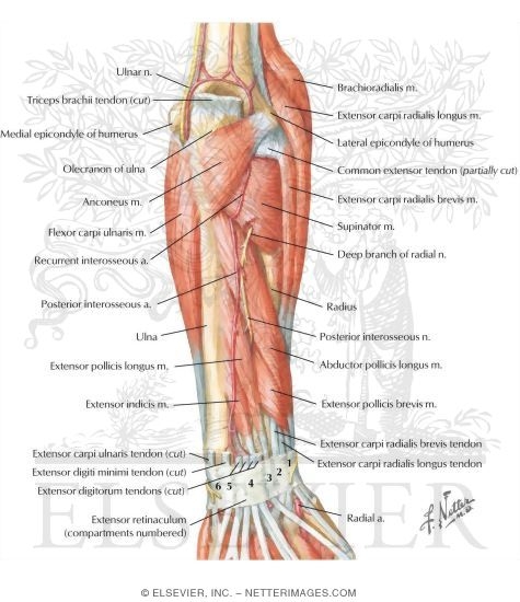 Muscles of Forearm Deep Layer Posterior View
