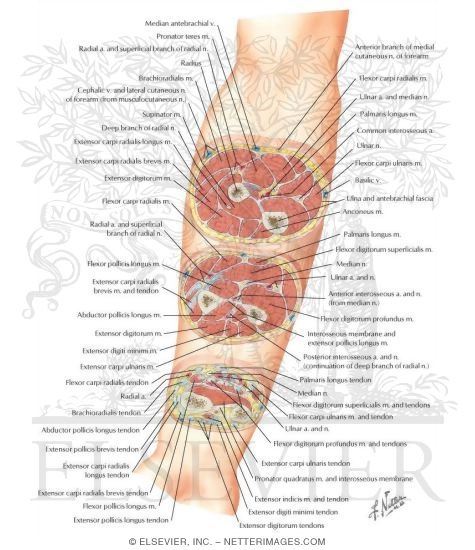 Cross-Sectional Anatomy of Right Forearm