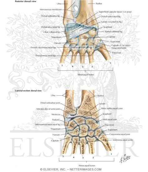 Watermarked preview of labeled image: Ligaments of Wrist
Vertical Section thorugh Wrist Joints
Joints