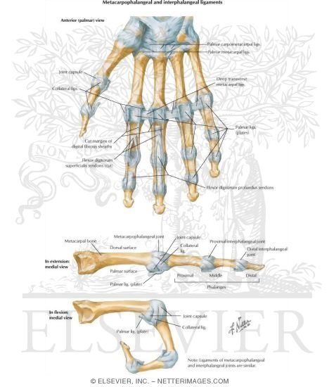 Metacarpophalangeal and Interphalangeal Ligaments
Metacarpophalangeal and Interphalangeal Joints