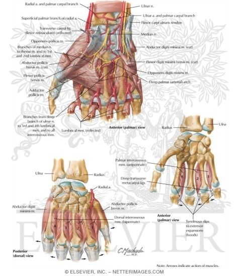 Intrinsic Muscles of Hand