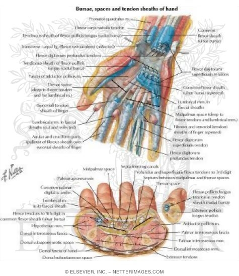 Spaces, Bursae, and Tendon and Lumbrical Sheaths of Hand
Bursae, Spaces and Tendon Sheaths of Hand