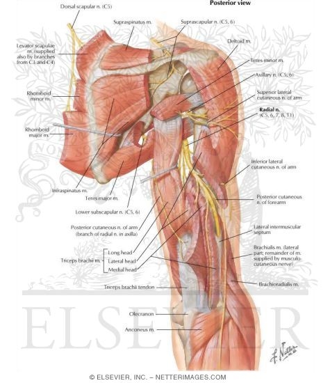 Scapular, Axillary and Radial Nerves