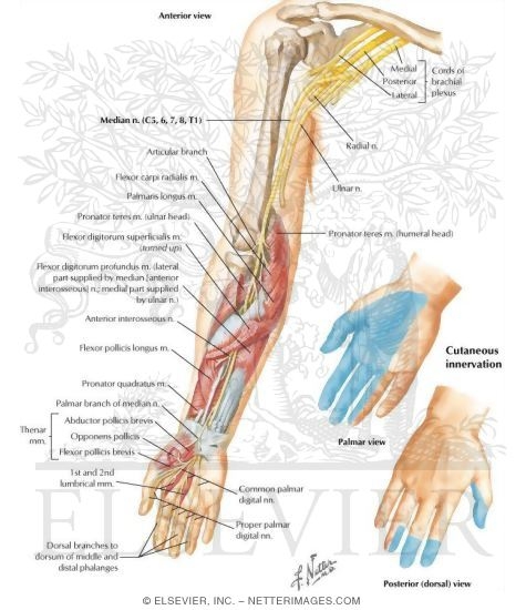 Median Nerve of Forearm