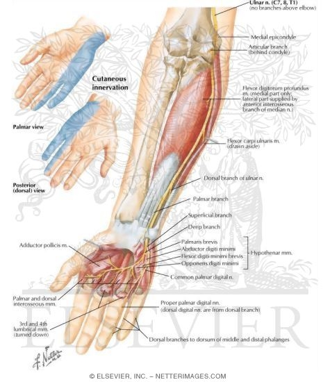 Ulnar Nerve of Forearm