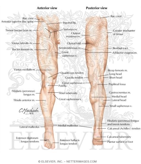 Lower Limb: Surface Anatomy