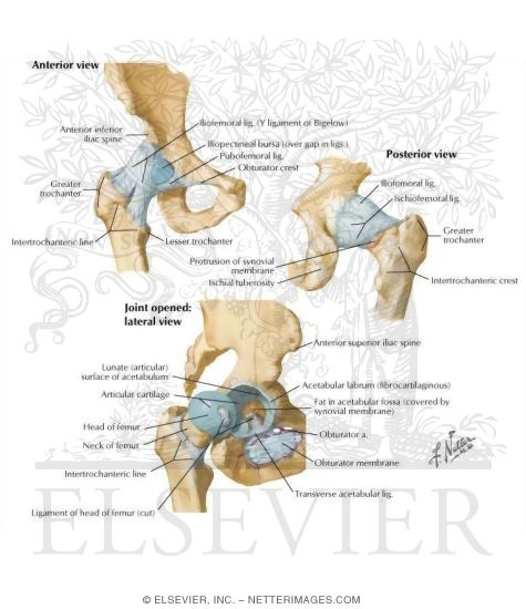 Hip Joint