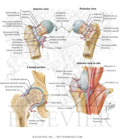 Arteries Diagram Head - Amazon Com Human Brain Head Model Anatomy Model Features Half Head Muscular Anatomy Veins Arteries Exposed Sinuses Brain And Spinal Anatomy For Student Arts Crafts Sewing / • the aortic arch curves over the heart, giving rise to branches that bring blood to the head, neck, and arms.