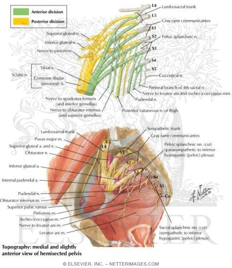 Sacral and Coccygeal Plexuses