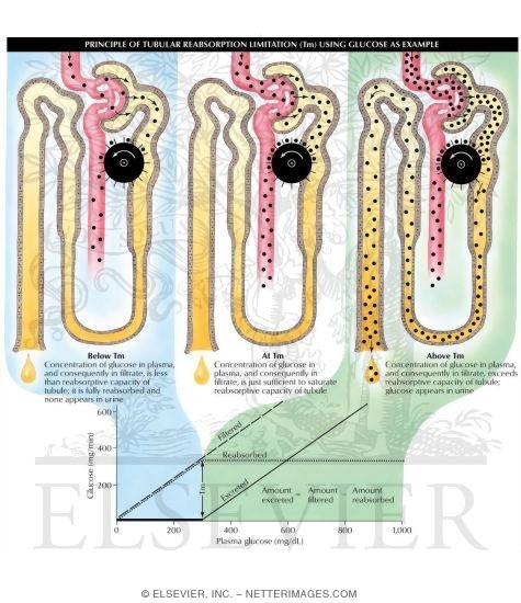 Watermarked preview of labeled image: Principle of Tubular Reabsorption Limitation (Tm) Using Glucose As Example