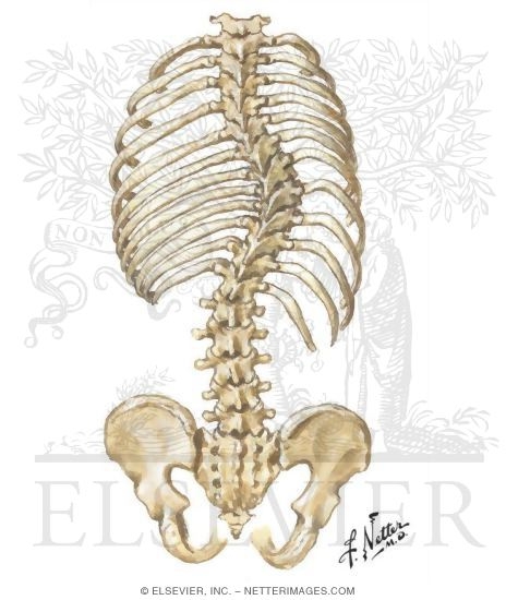 Scoliosis: Anatomy of the Spine