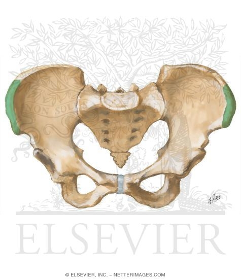 Scoliosis: Risser Sign