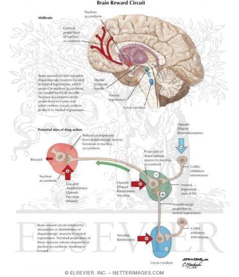 Brain Reward Circuit