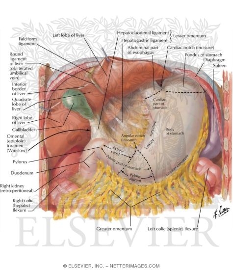 Stomach, Liver, and Gallbladder