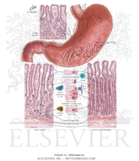 Watermarked preview of unlabeled image: Mucosa of the Stomach
