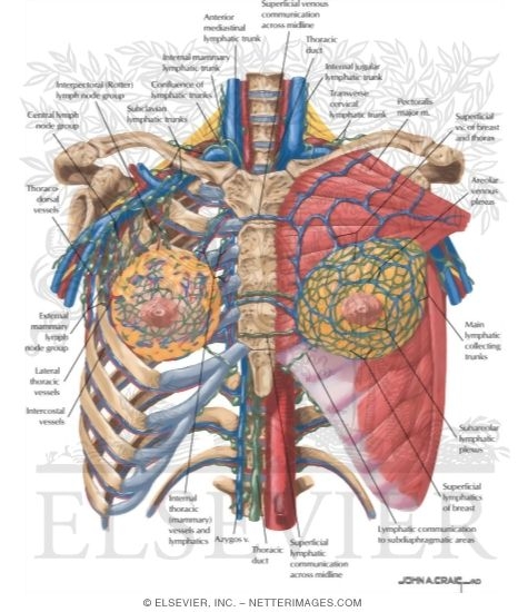 Watermarked preview of labeled image: Surface Anatomy: Lymphatics and Vessels of the Breast