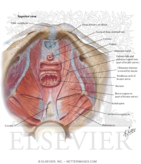 Watermarked preview of labeled image: Pelvis: Muscles of the Pelvic Floor